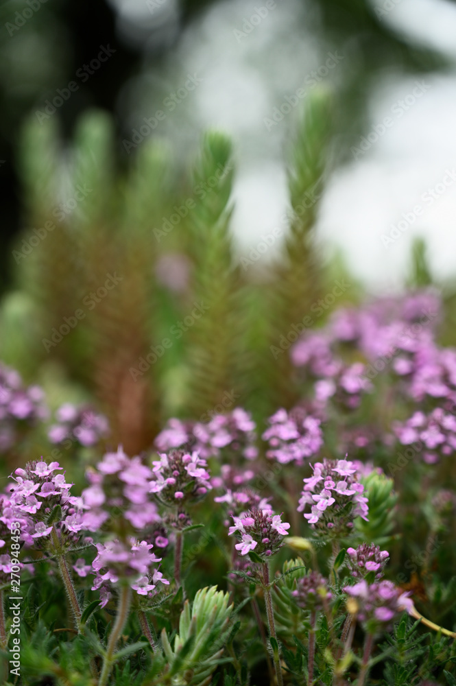 Purple pansies flowers outdoors in nature.