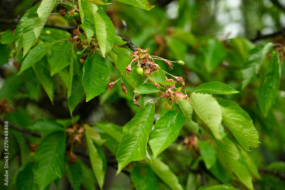 Green cherries on a branch with leaves. Green cherries on a branch with leaves.