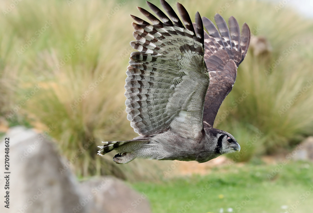 Fototapeta premium Close up of an Eagle Owl in flight over an open landscape