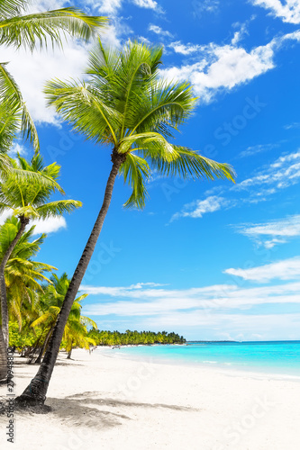 Coconut Palm trees on white sandy beach.
