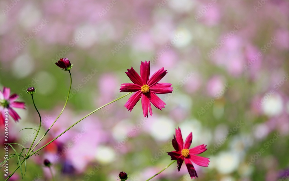 Hintergrund Landschaften Flower Hintergrund Landschaften Flower