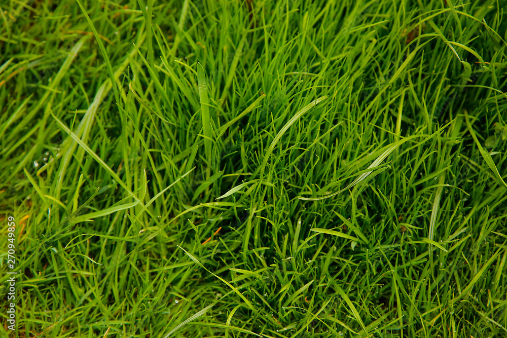 Thick green grass grows on the lawn of a private house .Texture or background. Thick green grass grows on the lawn of a private house .Texture or background.