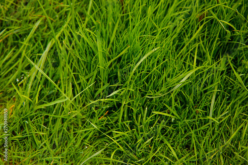 Thick green grass grows on the lawn of a private house .Texture or background.