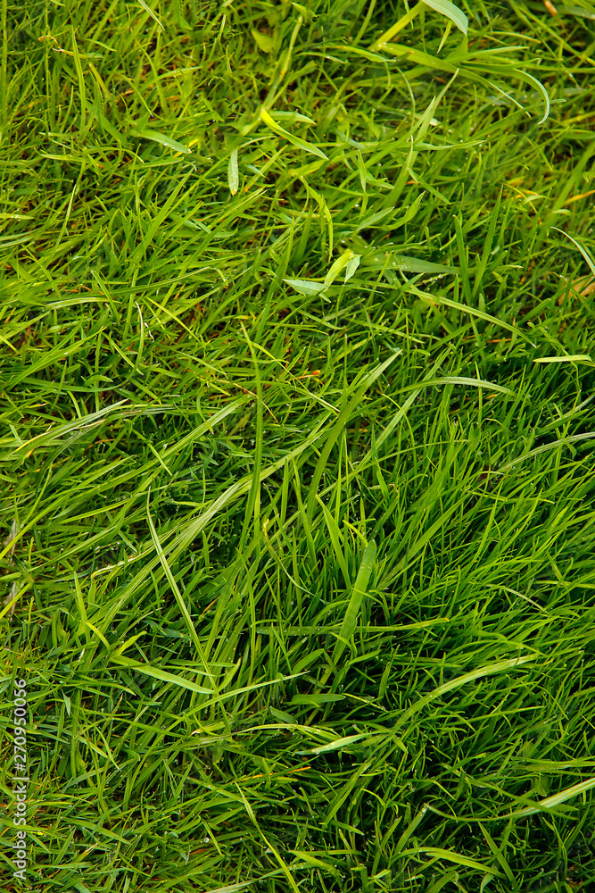 Tall green grass grows on the lawn of a private house Tall green grass grows on the lawn of a private house