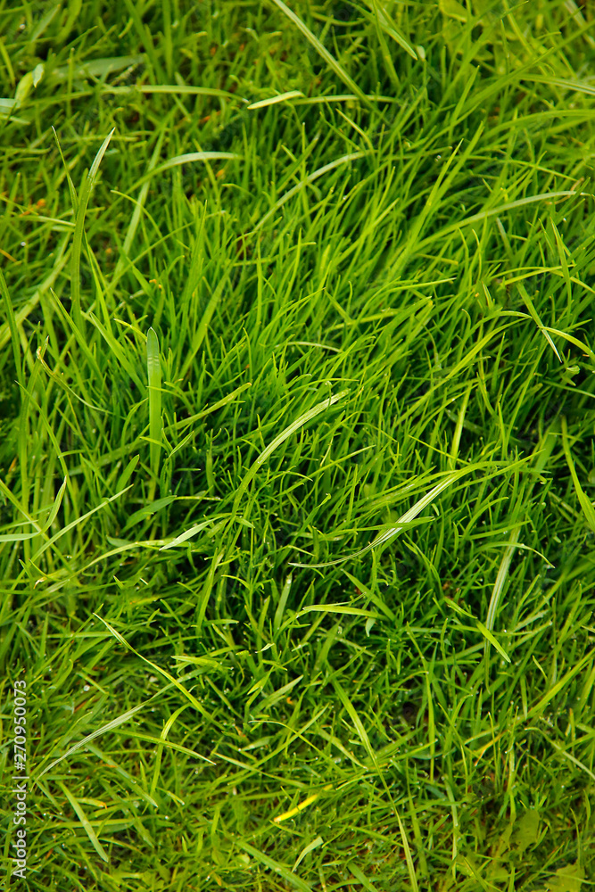 Green thick grass grows on the lawn of a private house Green thick grass grows on the lawn of a private house