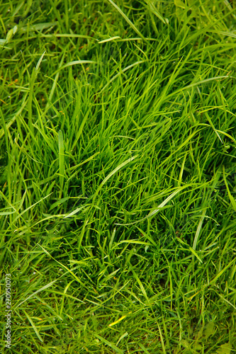 Green thick grass grows on the lawn of a private house