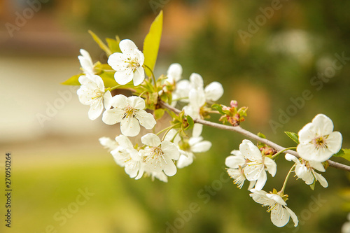 In the month of may, white small flowers bloomed on the branch of the Apple tree .Texture or background.