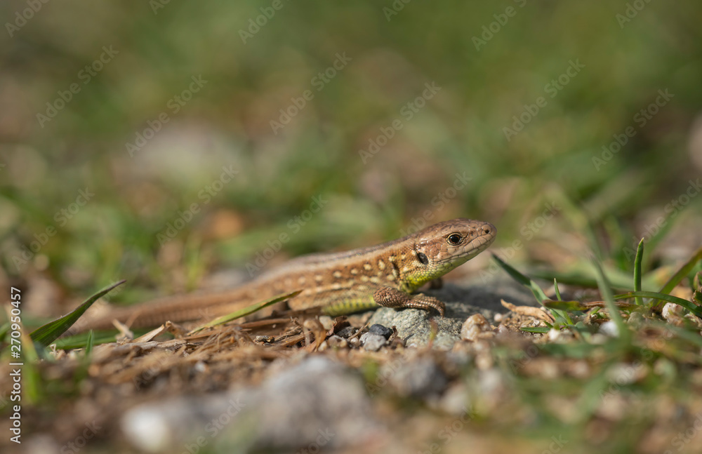Naklejka premium Sand lizard, Lacerta agilis