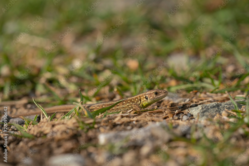 Sand lizard, Lacerta agilis Sand lizard, Lacerta agilis
