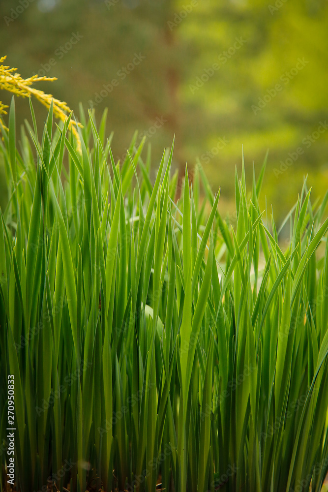 Obraz premium In the garden in the spring on the bed grew green tall grass