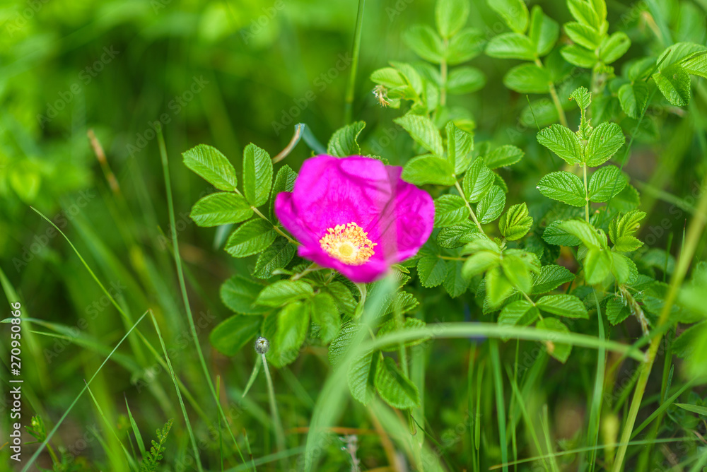 Wild rose close-up with blurred background. Photographed in a park in the summer. Wild rose close-up with blurred background. Photographed in a park in the summer.
