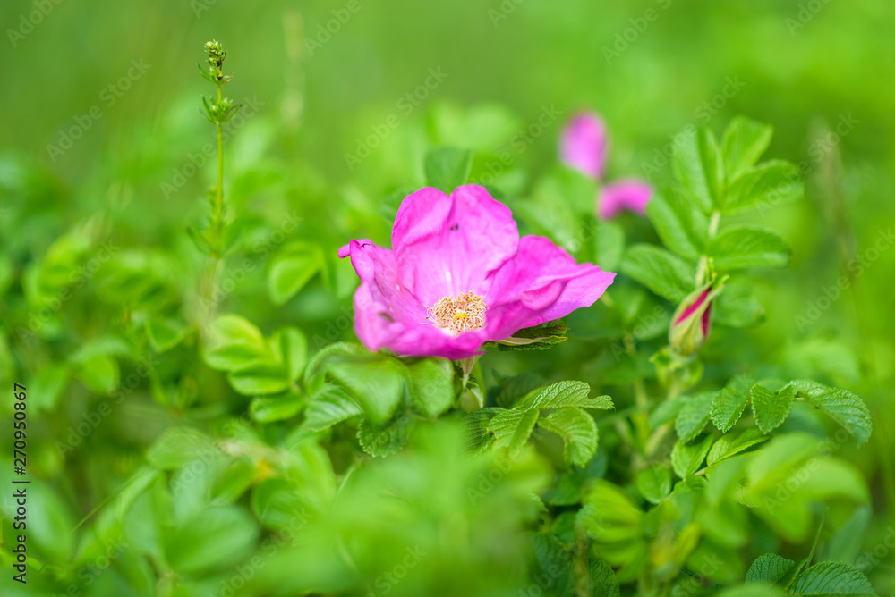 Wild rose close-up with blurred background. Photographed in a park in the summer.