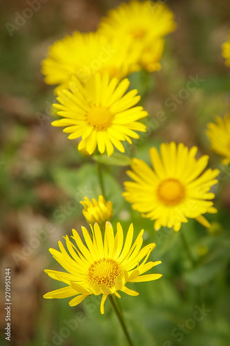 The spring bloom of bright yellow flowers doronikum