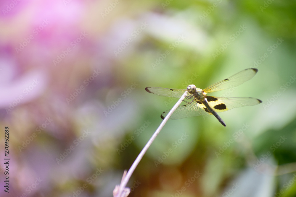 Dragonflies have black wings on the branches. Dragonflies have black wings on the branches.