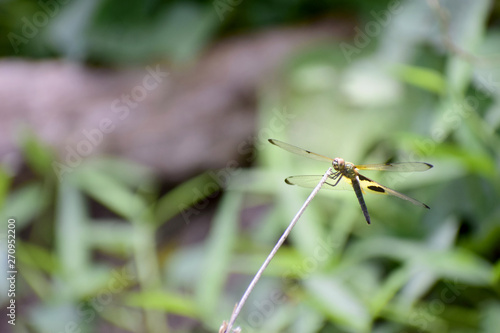 Black-yellow dragonfly on the grass