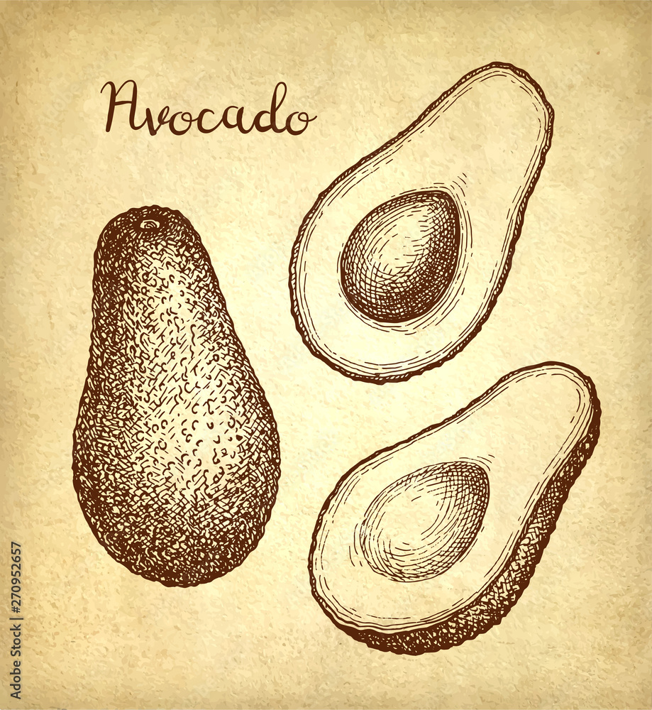 Fototapeta premium Ink sketch of avocado.