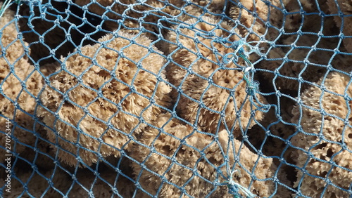natural sponge in net