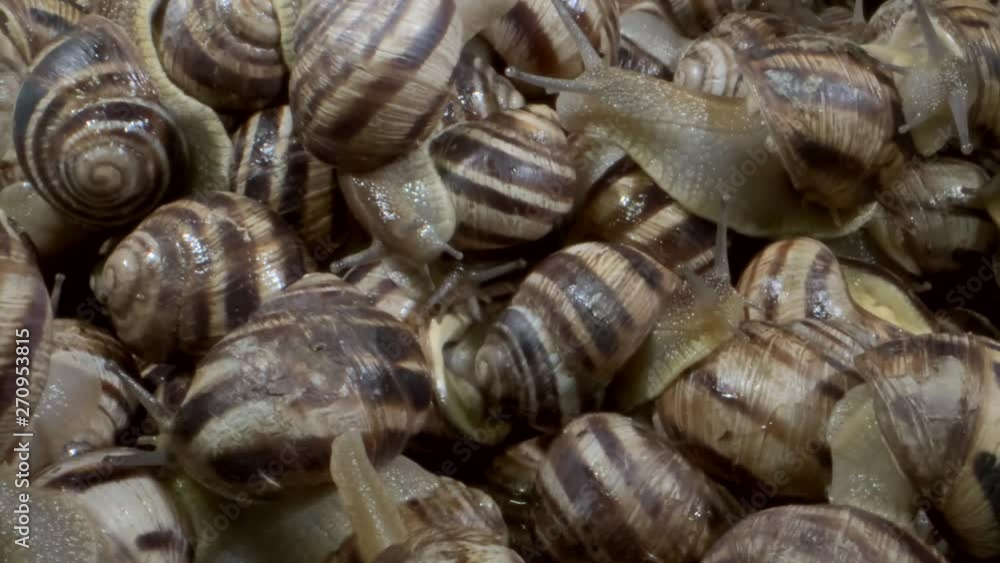 Camera rotation 360 degrees - Many edible snails or escargot snails. Background of live wet snails. Extreme close up, Top view – 4K / 60fps Camera rotation 360 degrees - Many edible snails or escargot snails. Background of live wet snails. Extreme close up, Top view – 4K / 60fps