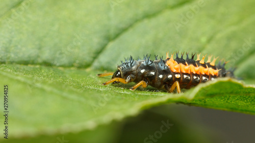 Hiding hunter - ladybird larva © abet