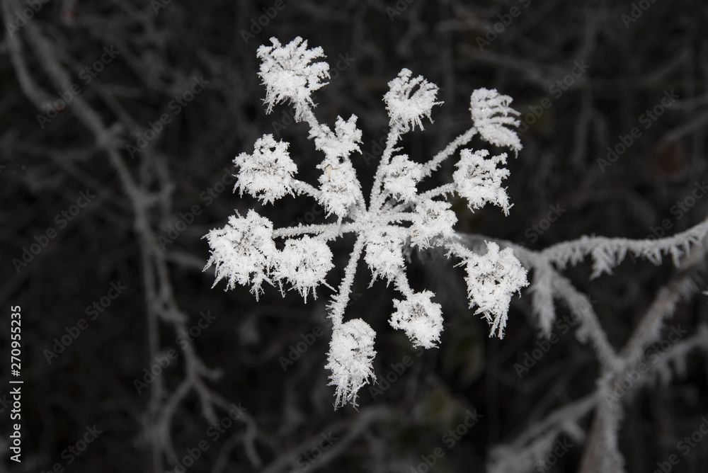 Winter Winter