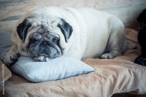 cute and adorable pug is sleeping at home on a small bad for a dog - pug bored indoor looking at the camera - white dog