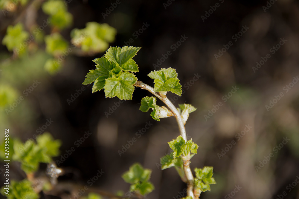 Fresh foliage on shrubs. The revival of nature in the spring. Fresh foliage on shrubs. The revival of nature in the spring.