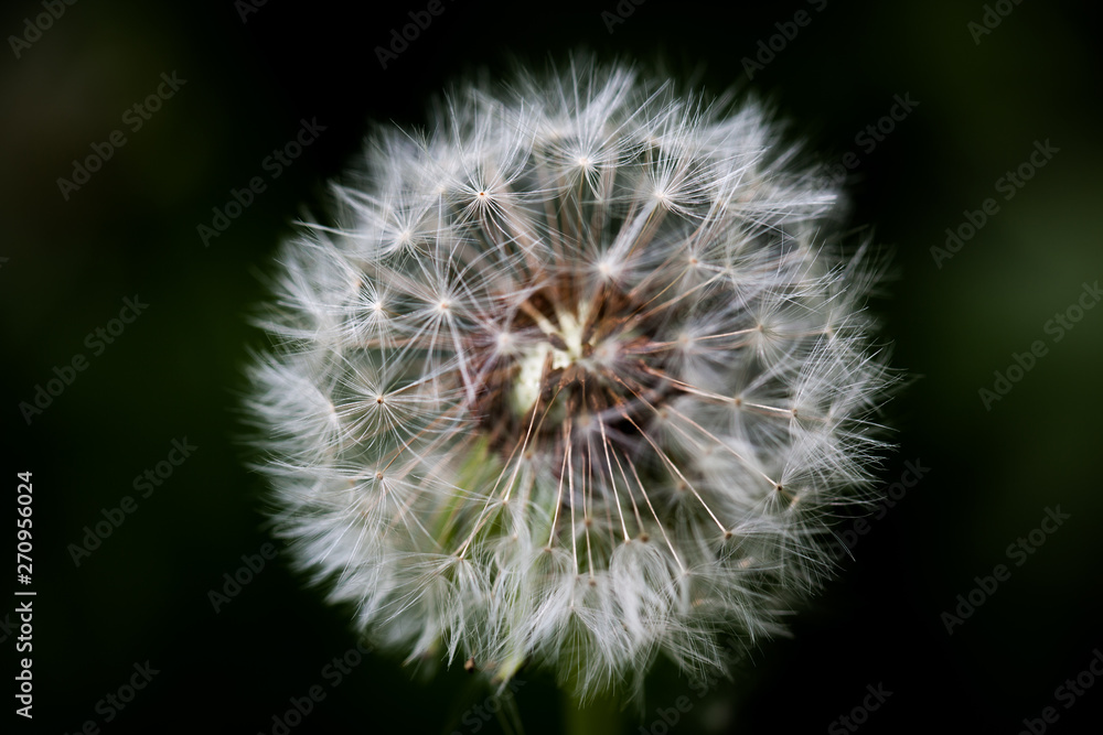 Fototapeta premium Flower