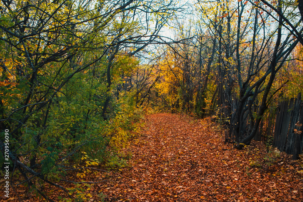 Obraz premium Orange yellow tree leaf forest autumn beauty nature