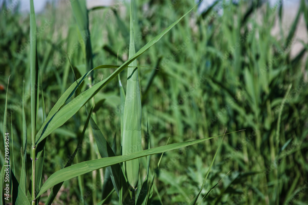 Reed thickets. Tall plants with long leaves Reed thickets. Tall plants with long leaves