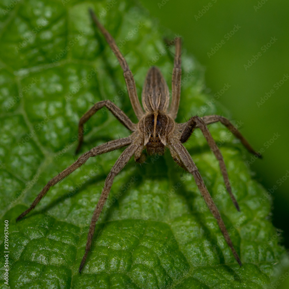Spider Spider