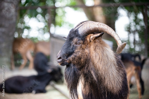 A mature male billy goat with awesome horns looking away from camera