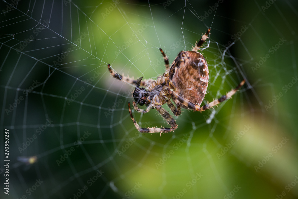 Spider Spider