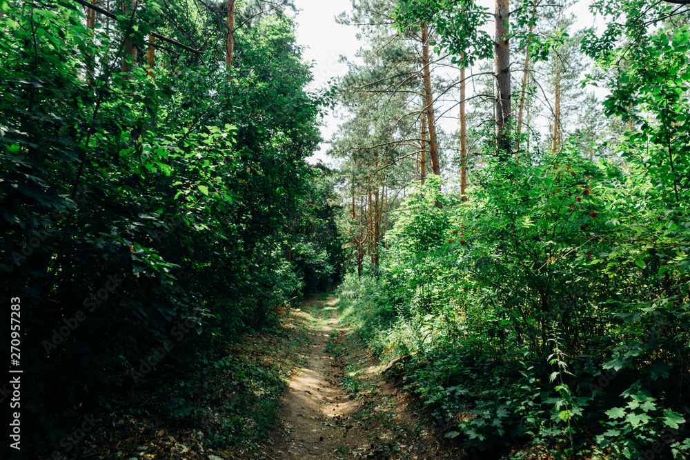 green trees in the forest in the sunlight