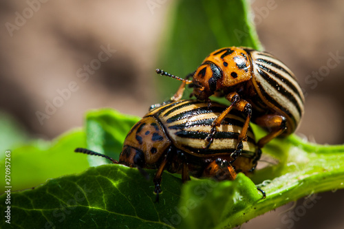 Potatoe bug © Alexander