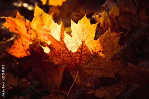 Orange yellow tree leaf forest autumn beauty nature