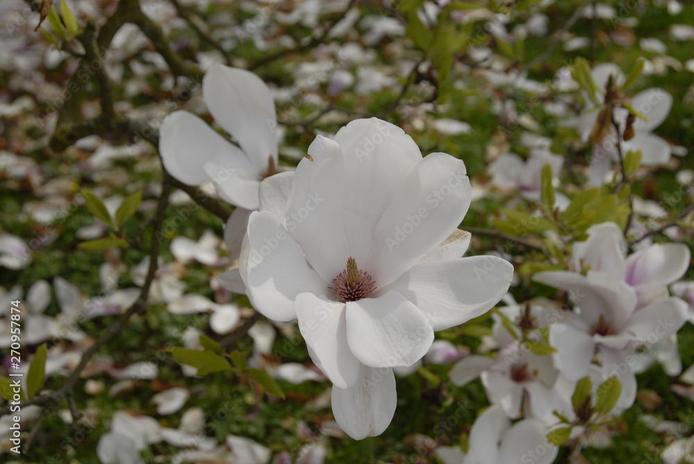 Obraz premium Blume