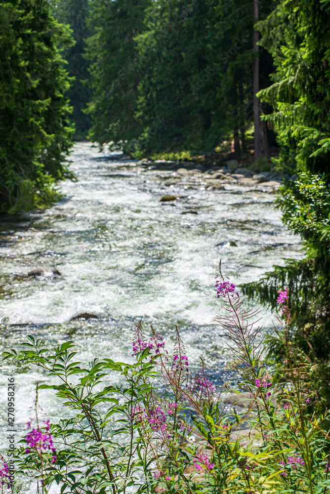 Fototapeta premium forest mountain river with waterfall over the rocks