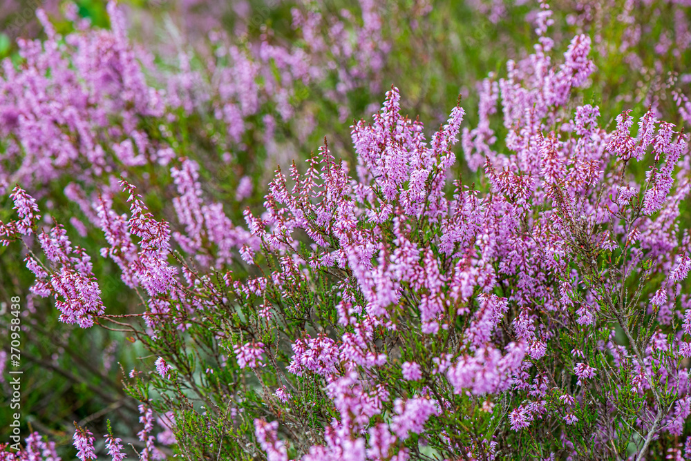 heather flowers in forest on green background blur