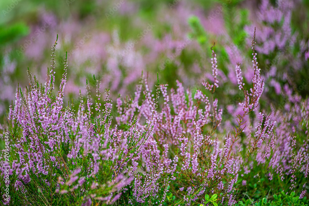 Fototapeta premium heather flowers in forest on green background blur