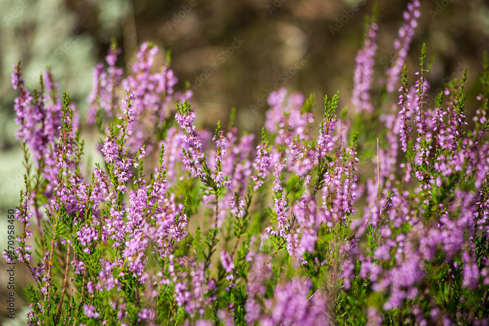 heather flowers in forest on green background blur heather flowers in forest on green background blur
