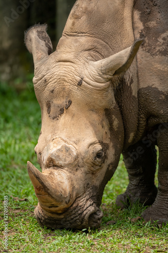 the portrait of a walking rhino 