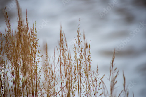 dry grass bents on blur background texture