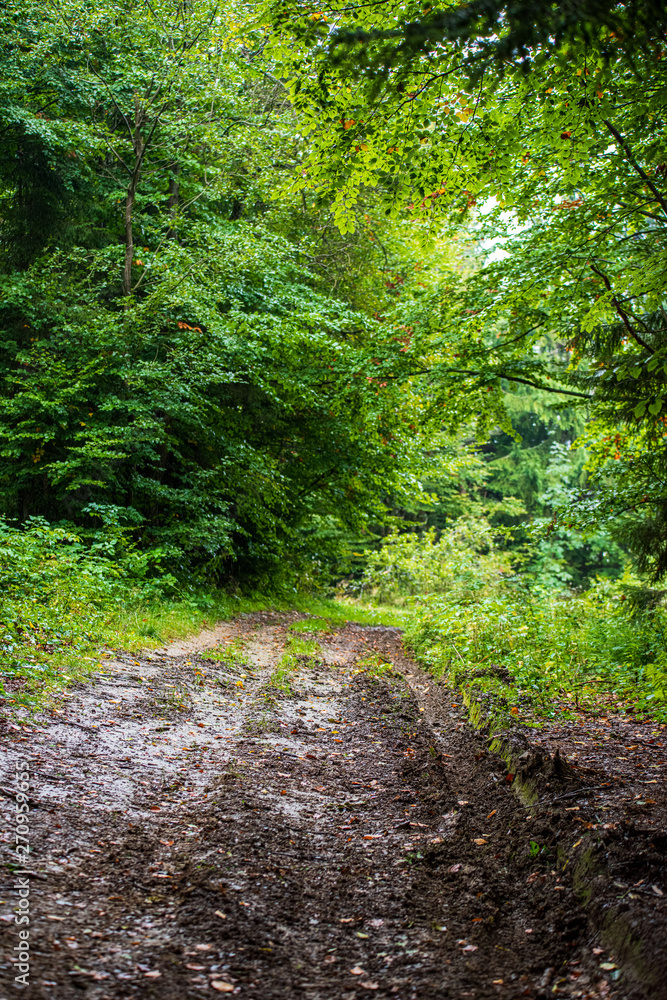 Fototapeta premium scenic beautiful tourist trail footpath in green forest