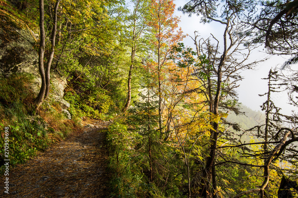 scenic beautiful tourist trail footpath in green forest scenic beautiful tourist trail footpath in green forest