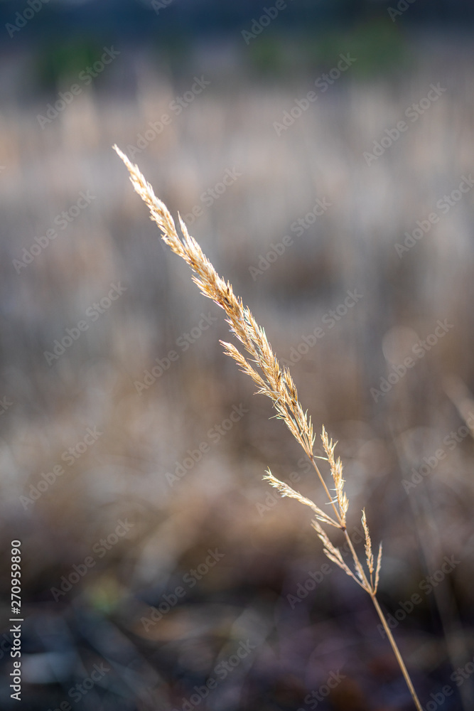 dry grass bents on blur background texture dry grass bents on blur background texture