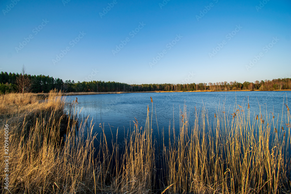 dry grass bents on blur background texture