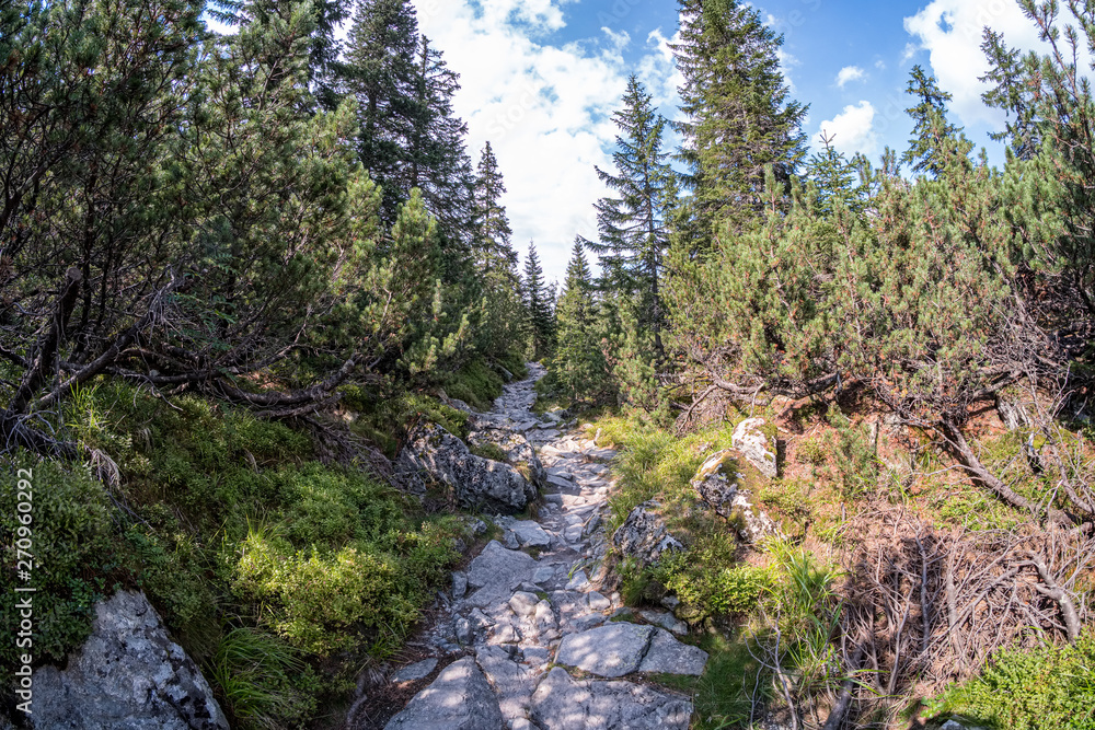 Obraz premium scenic beautiful tourist trail footpath in green forest