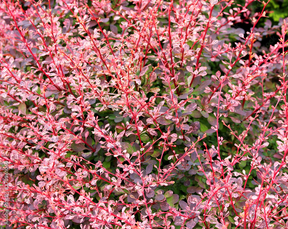 spring bright Bush with red leaves