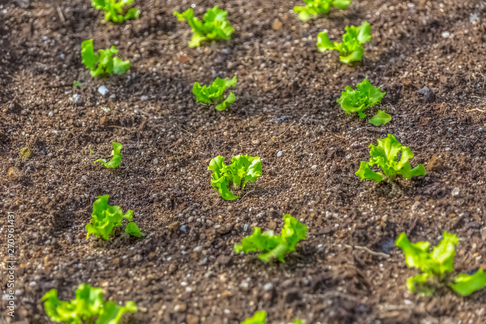 View of outdoor field of lettuce, dark earth and growing lettuces View of outdoor field of lettuce, dark earth and growing lettuces