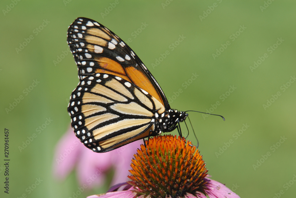 close up photo of butterfly on flower close up photo of butterfly on flower